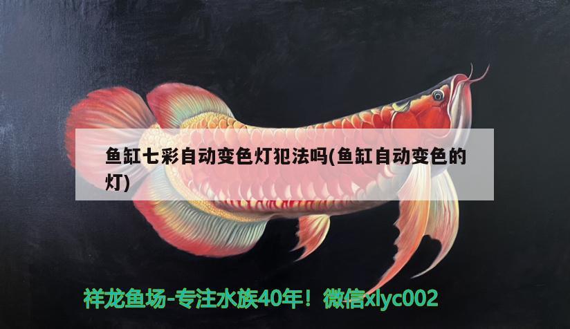 魚缸七彩自動(dòng)變色燈犯法嗎(魚缸自動(dòng)變色的燈)