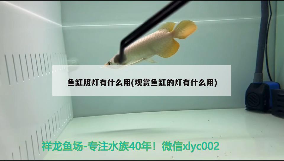 魚缸照燈有什么用(觀賞魚缸的燈有什么用) 金三間魚