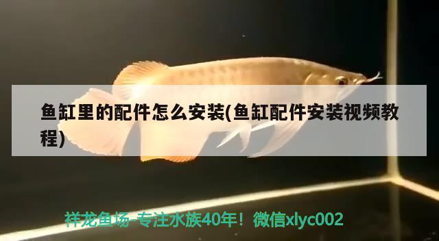 魚缸里的配件怎么安裝(魚缸配件安裝視頻教程) 廣州水族器材濾材批發(fā)市場