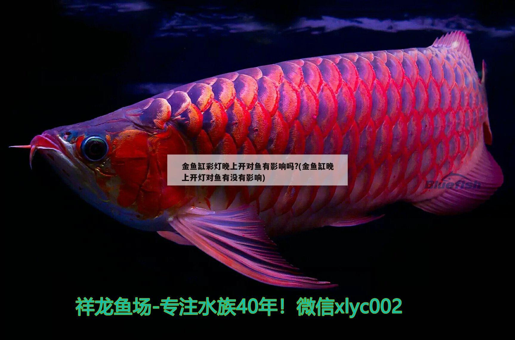 金魚缸彩燈晚上開對(duì)魚有影響嗎?(金魚缸晚上開燈對(duì)魚有沒有影響) 大白鯊魚苗