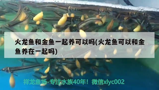 火龍魚和金魚一起養(yǎng)可以嗎(火龍魚可以和金魚養(yǎng)在一起嗎)