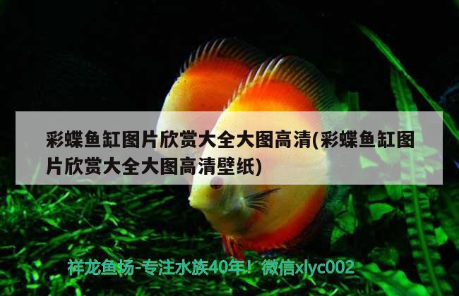 循環(huán)水簡(jiǎn)易魚(yú)缸自制簡(jiǎn)易循環(huán)水材料 怎樣制作循環(huán)水魚(yú)缸