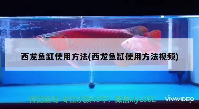 西龍魚缸使用方法(西龍魚缸使用方法視頻)