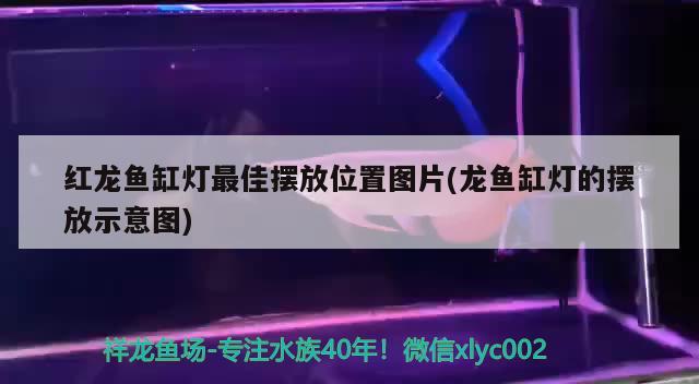 紅龍魚缸燈最佳擺放位置圖片(龍魚缸燈的擺放示意圖) 新加坡號(hào)半紅龍魚（練手級(jí)紅龍魚）