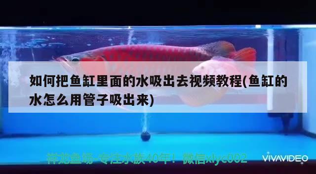 如何把魚缸里面的水吸出去視頻教程(魚缸的水怎么用管子吸出來(lái)) 龍魚芯片掃碼器