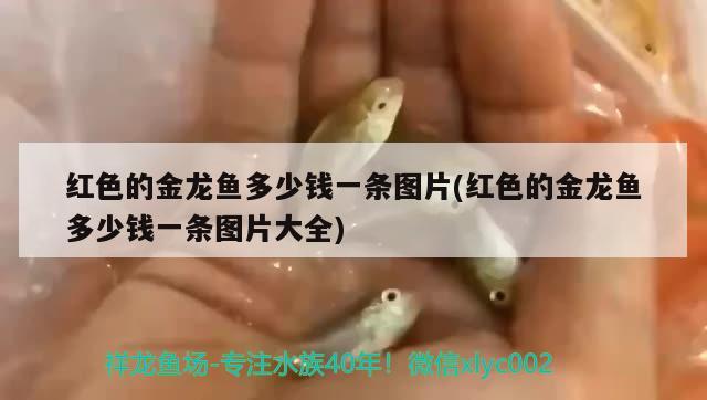 紅色的金龍魚多少錢一條圖片(紅色的金龍魚多少錢一條圖片大全) 噴點菠蘿魚