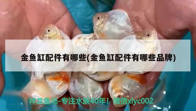 金魚缸配件有哪些(金魚缸配件有哪些品牌) 白化火箭