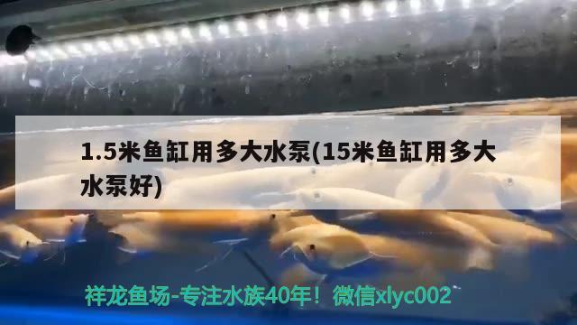 非洲金鼓魚(非洲金鼓養(yǎng)殖) 非洲金鼓魚