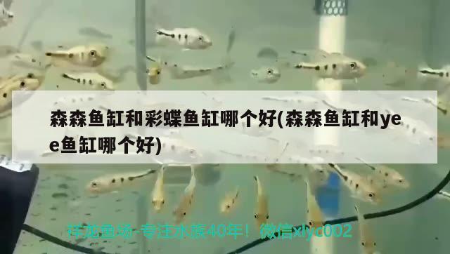 水培魚缸為什么一周就臟了？如何解決水培魚缸臟污問題？，為什么水培魚缸一周就臟了？如何解決水培魚缸臟污問題？