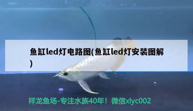 魚缸led燈電路圖(魚缸led燈安裝圖解) 紅魔王銀版魚