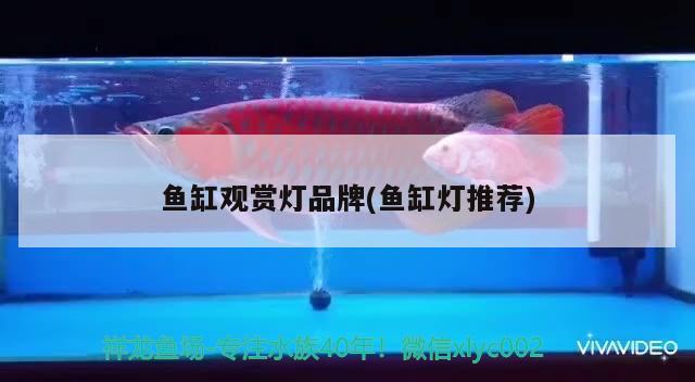 沙鉆魚（沙鉆魚怎么做好吃） 南美異型魚 第1張