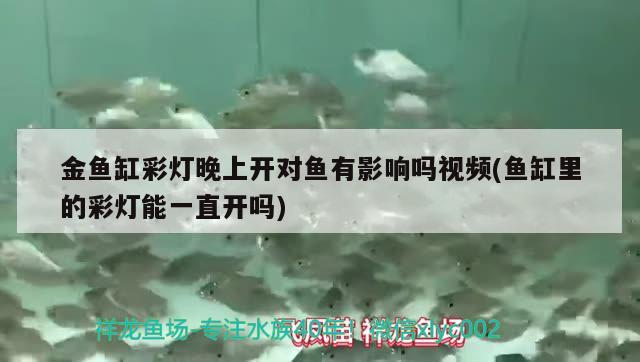 金魚缸彩燈晚上開對(duì)魚有影響嗎視頻(魚缸里的彩燈能一直開嗎) 黃金夢(mèng)幻雷龍魚