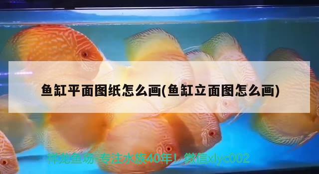 魚缸平面圖紙?jiān)趺串?魚缸立面圖怎么畫) 飛鳳魚苗