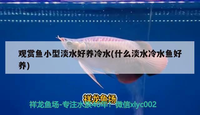 觀賞魚小型淡水好養(yǎng)冷水(什么淡水冷水魚好養(yǎng)) 白子銀龍魚苗