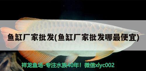 魚(yú)缸廠家批發(fā)(魚(yú)缸廠家批發(fā)哪最便宜)