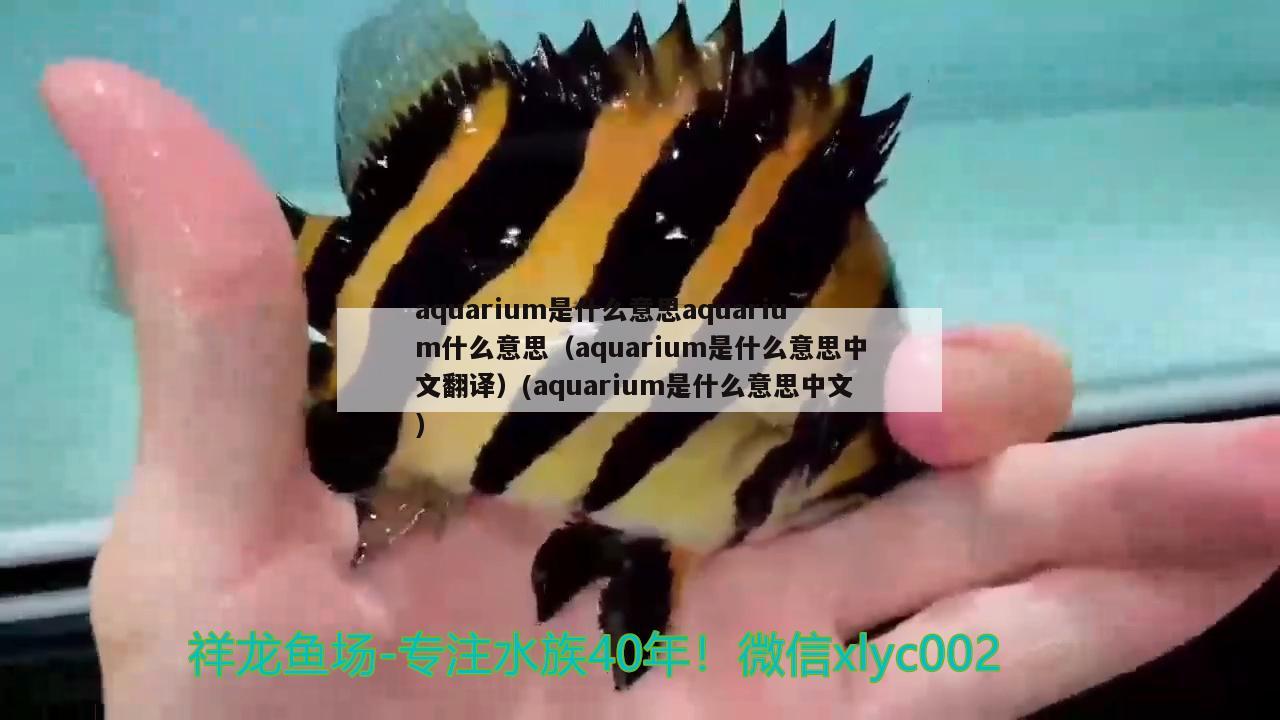 aquarium是什么意思aquarium什么意思（aquarium是什么意思中文翻譯）(aquarium是什么意思中文)