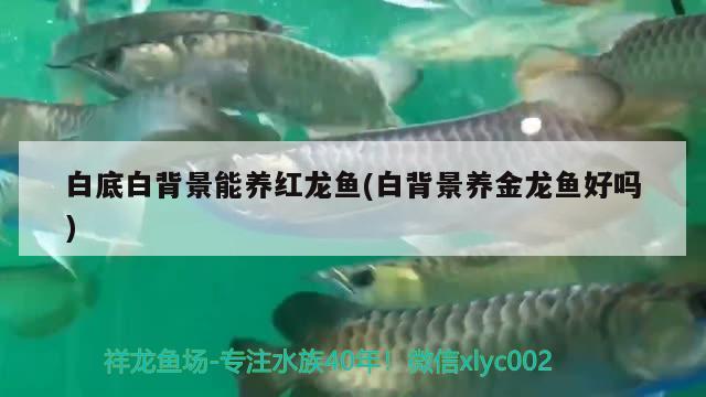 白底白背景能養(yǎng)紅龍魚(白背景養(yǎng)金龍魚好嗎)