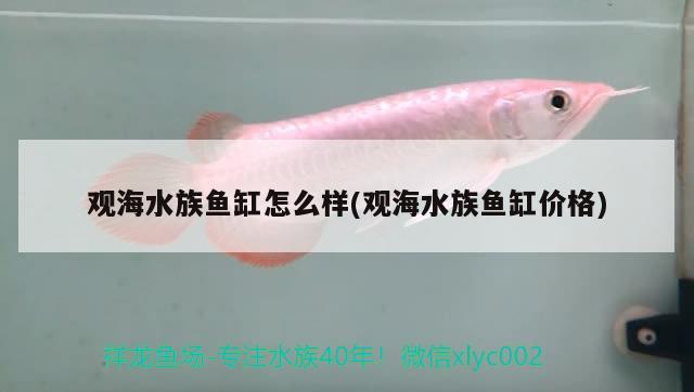 觀海水族魚缸怎么樣(觀海水族魚缸價格) 黃吉金龍（白子金龍魚）