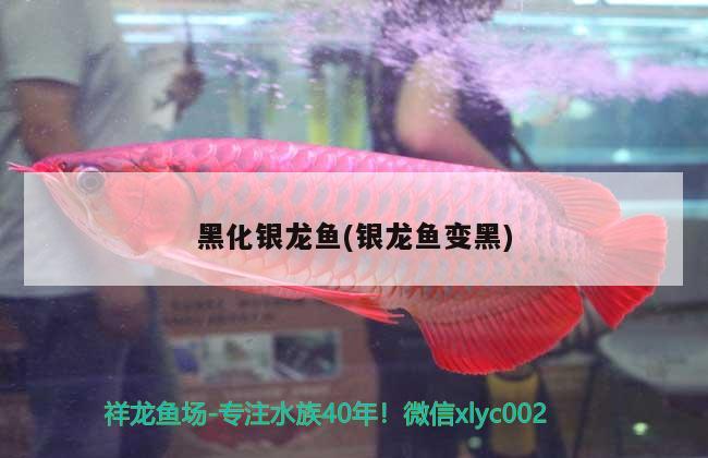 黑化銀龍魚(銀龍魚變黑) 銀龍魚百科