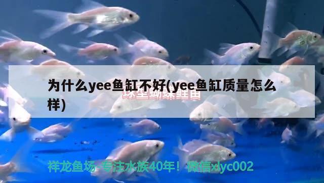 中國十大魚缸品牌排行榜及價格圖片（中國十大魚缸品牌排行榜及價格圖片） 泰國虎魚 第1張