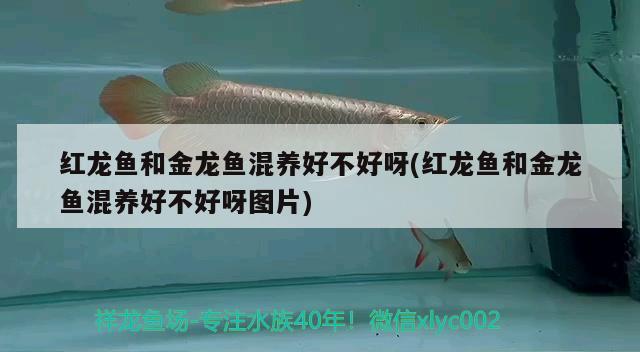 紅龍魚和金龍魚混養(yǎng)好不好呀(紅龍魚和金龍魚混養(yǎng)好不好呀圖片) iwish愛唯希品牌魚缸