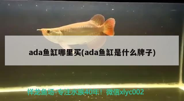 ada魚(yú)缸哪里買(mǎi)(ada魚(yú)缸是什么牌子) 稀有金龍魚(yú)