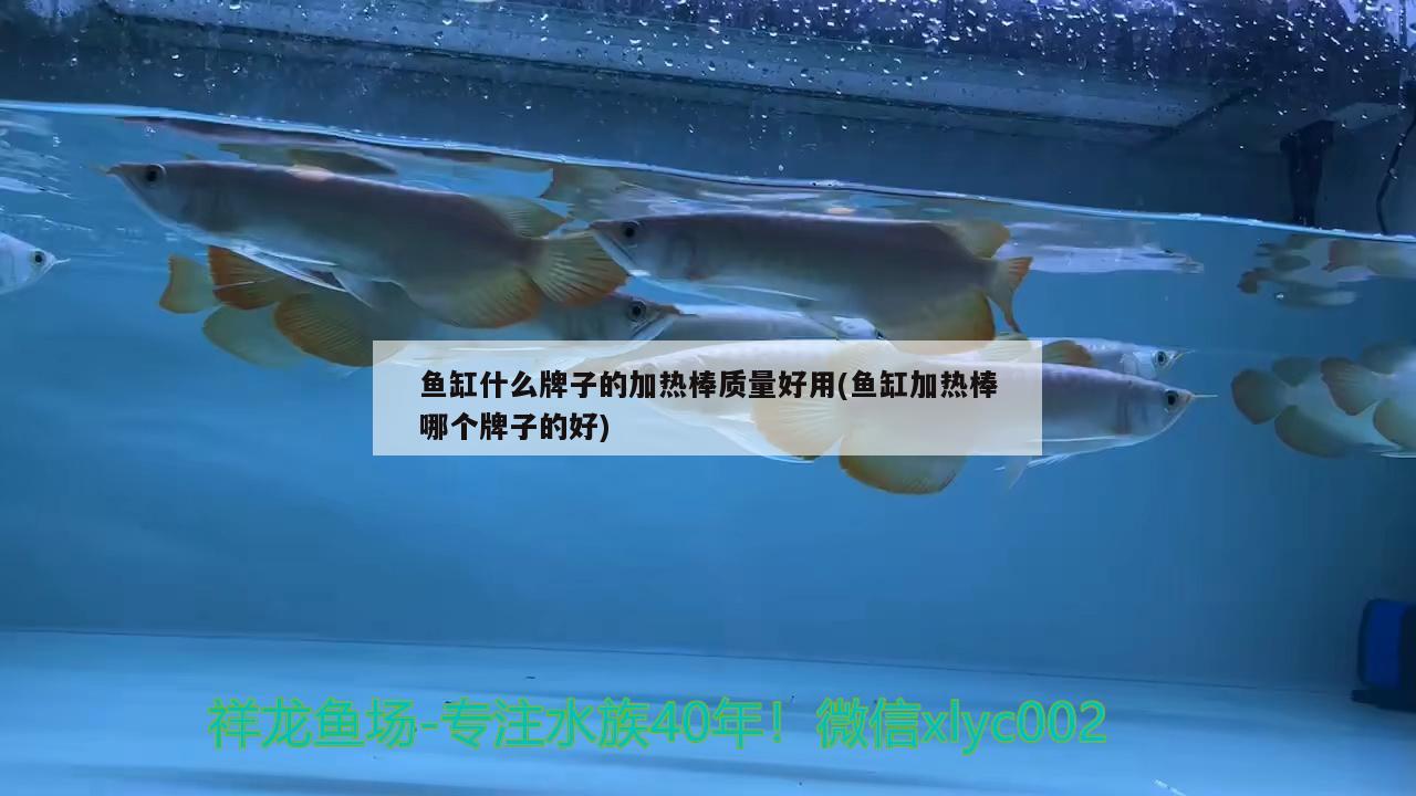 魚缸什么牌子的加熱棒質(zhì)量好用(魚缸加熱棒哪個牌子的好) 除藻劑