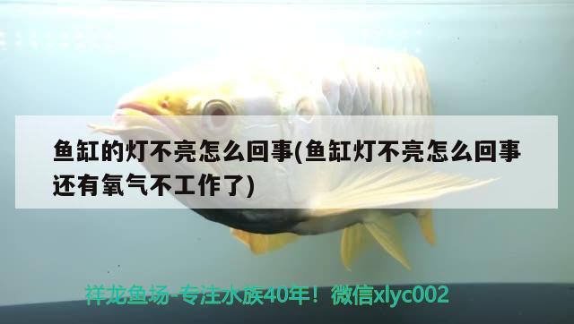 海西蒙古族藏族自治州觀賞魚市場小小生態(tài) 觀賞魚市場（混養(yǎng)魚） 第3張