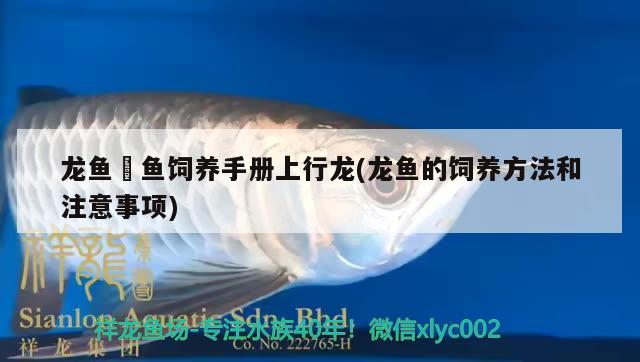 龍魚(yú)魟魚(yú)飼養(yǎng)手冊(cè)上行龍(龍魚(yú)的飼養(yǎng)方法和注意事項(xiàng))