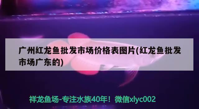 龍魚證書怎么查詢 龍魚的證書芯片是什么意思 稀有紅龍品種