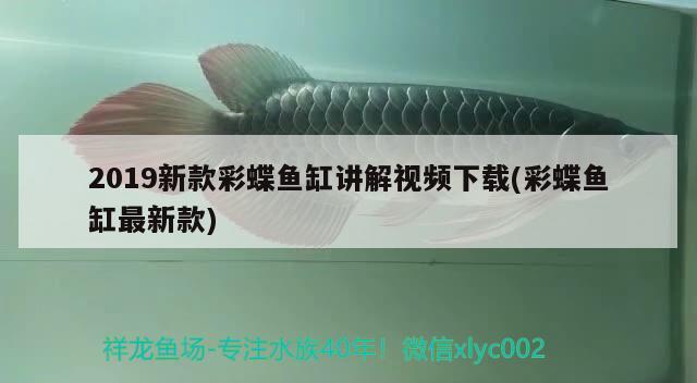 這些貨是廣州這位凌金坊皇世神龍中國總代理一凌亂的老板的我給他訂了一些三紋虎錢已經(jīng)轉(zhuǎn)過 印尼三紋虎 第5張