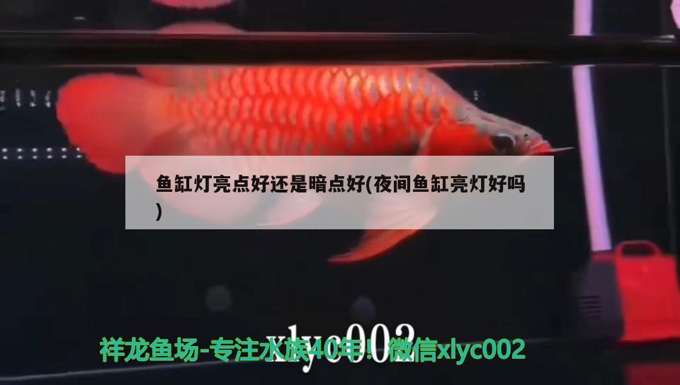 魚缸燈亮點(diǎn)好還是暗點(diǎn)好(夜間魚缸亮燈好嗎) 黃金眼鏡蛇雷龍魚