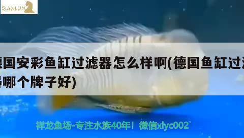 德國安彩魚缸過濾器怎么樣啊(德國魚缸過濾器哪個牌子好)