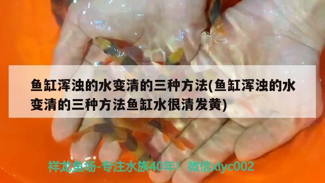 鞍山觀賞魚鴿舍展廳地址電話號碼是多少（鞍山觀賞魚基地信鴿） 慈雕魚 第3張