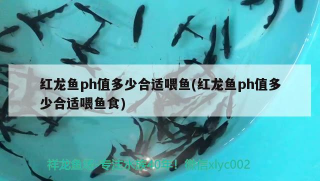 紅龍魚ph值多少合適喂魚(紅龍魚ph值多少合適喂魚食) 溫控設(shè)備