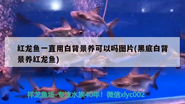 包含杭州觀賞魚水族館地址查詢的詞條