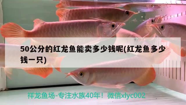 揭陽觀賞魚店（揭陽觀賞魚店地址）