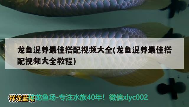 龍魚混養(yǎng)最佳搭配視頻大全(龍魚混養(yǎng)最佳搭配視頻大全教程) 赤荔鳳冠魚 第2張