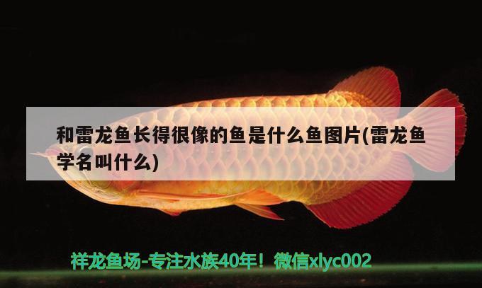 和雷龍魚長得很像的魚是什么魚圖片(雷龍魚學名叫什么)