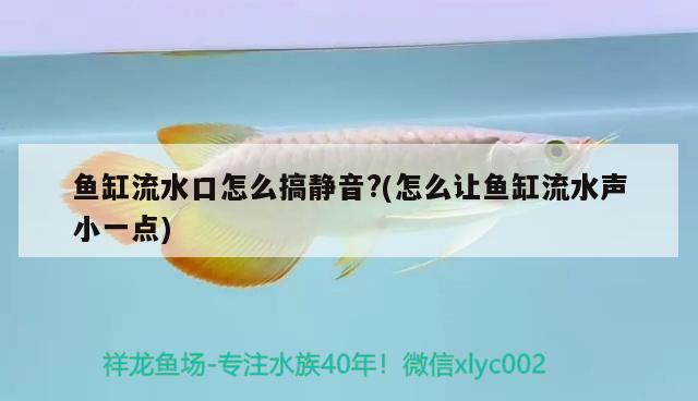 魚缸流水口怎么搞靜音?(怎么讓魚缸流水聲小一點(diǎn)) 女王大帆魚