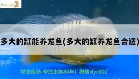 多大的缸能養(yǎng)龍魚(多大的缸養(yǎng)龍魚合適)