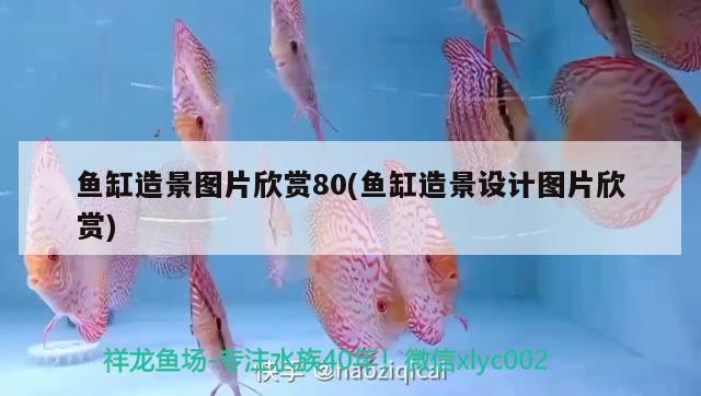 魚缸造景圖片欣賞80(魚缸造景設(shè)計(jì)圖片欣賞) 委內(nèi)瑞拉奧里諾三間魚苗