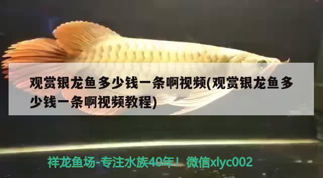 南通哪里有賣魚缸的？，興平哪里有賣魚缸的興平哪里有賣魚缸的興平哪里有賣魚缸的 海象魚 第1張