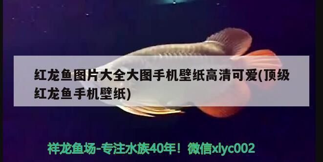 紅龍魚圖片大全大圖手機壁紙高清可愛(頂級紅龍魚手機壁紙)