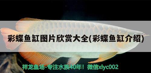 彩蝶魚缸圖片欣賞大全(彩蝶魚缸介紹) 撒旦鴨嘴魚