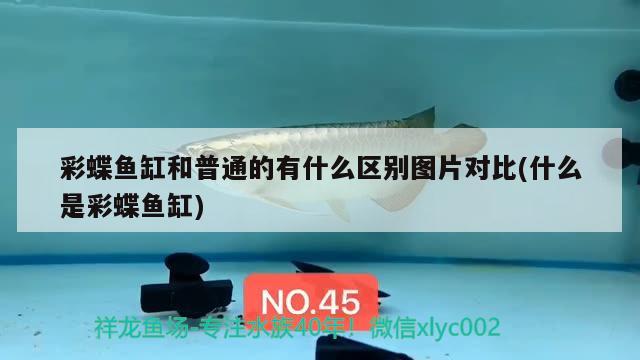 彩蝶魚缸和普通的有什么區(qū)別圖片對比(什么是彩蝶魚缸)