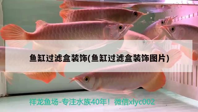 魚缸過濾盒裝飾(魚缸過濾盒裝飾圖片)