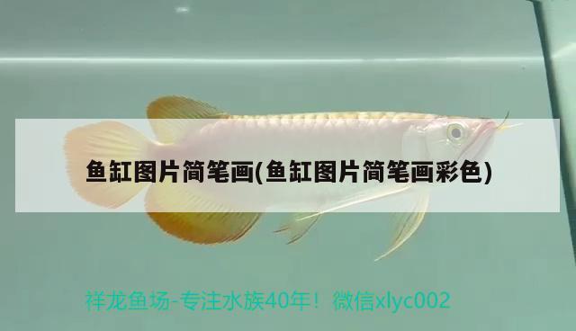 魚缸圖片簡筆畫(魚缸圖片簡筆畫彩色)