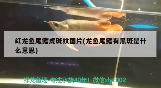 紅龍魚(yú)尾鰭虎斑紋圖片(龍魚(yú)尾鰭有黑斑是什么意思)