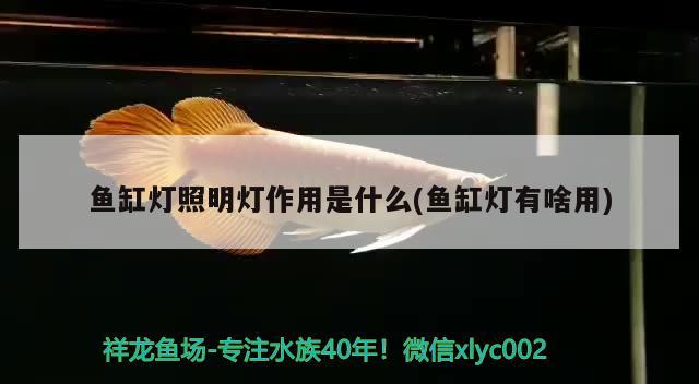 魚缸燈照明燈作用是什么(魚缸燈有啥用) B級(jí)過背金龍魚